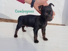 CAMBOYANO, Hund, Pinscher-Mix in Winnweiler - Bild 13