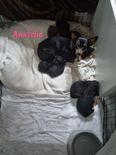 CAMBOYANO, Hund, Pinscher-Mix in Winnweiler - Bild 14