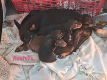 CAMBOYANO, Hund, Pinscher-Mix in Winnweiler - Bild 15