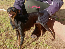 CAMBOYANO, Hund, Pinscher-Mix in Winnweiler - Bild 16