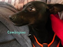 CAMBOYANO, Hund, Pinscher-Mix in Winnweiler - Bild 2