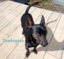 CAMBOYANO, Hund, Pinscher-Mix in Winnweiler - Bild 3