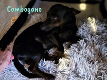 CAMBOYANO, Hund, Pinscher-Mix in Winnweiler - Bild 4