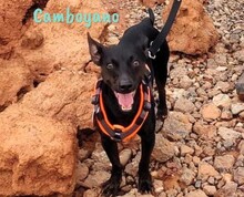 CAMBOYANO, Hund, Pinscher-Mix in Winnweiler - Bild 5