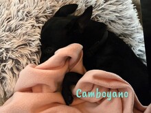 CAMBOYANO, Hund, Pinscher-Mix in Winnweiler - Bild 6