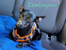 CAMBOYANO, Hund, Pinscher-Mix in Winnweiler - Bild 7