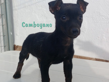 CAMBOYANO, Hund, Pinscher-Mix in Winnweiler - Bild 8