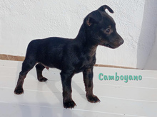 CAMBOYANO, Hund, Pinscher-Mix in Winnweiler - Bild 9