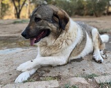 BRIANA, Hund, Mischlingshund in Griechenland