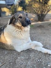 BRIANA, Hund, Mischlingshund in Griechenland - Bild 2
