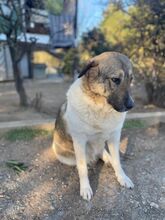 BRIANA, Hund, Mischlingshund in Griechenland - Bild 3