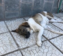 BRIANA, Hund, Mischlingshund in Griechenland - Bild 4