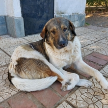 BRIANA, Hund, Mischlingshund in Griechenland - Bild 5