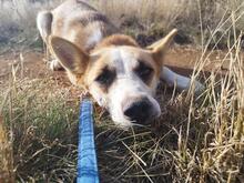 GRETEL, Hund, Mischlingshund in Bulgarien - Bild 1