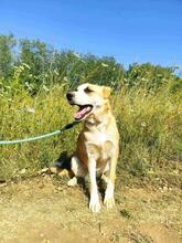 GRETEL, Hund, Mischlingshund in Bulgarien - Bild 10