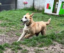 GRETEL, Hund, Mischlingshund in Bulgarien - Bild 14
