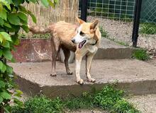 GRETEL, Hund, Mischlingshund in Bulgarien - Bild 15