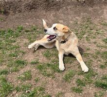 GRETEL, Hund, Mischlingshund in Bulgarien - Bild 19