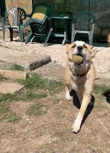 GRETEL, Hund, Mischlingshund in Bulgarien - Bild 25
