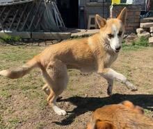 GRETEL, Hund, Mischlingshund in Bulgarien - Bild 26