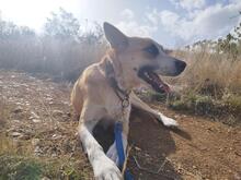 GRETEL, Hund, Mischlingshund in Bulgarien - Bild 3