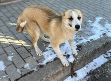 GRETEL, Hund, Mischlingshund in Bulgarien - Bild 31