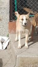 GRETEL, Hund, Mischlingshund in Bulgarien - Bild 35
