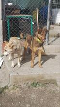 GRETEL, Hund, Mischlingshund in Bulgarien - Bild 36