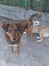 GRETEL, Hund, Mischlingshund in Bulgarien - Bild 37