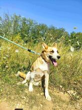 GRETEL, Hund, Mischlingshund in Bulgarien - Bild 4