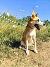 GRETEL, Hund, Mischlingshund in Bulgarien - Bild 6
