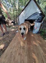 GRETEL, Hund, Mischlingshund in Bulgarien - Bild 7