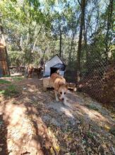 GRETEL, Hund, Mischlingshund in Bulgarien - Bild 9