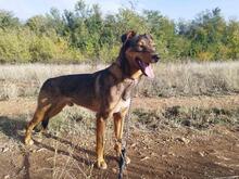 HÄNSEL, Hund, Mischlingshund in Bulgarien - Bild 1
