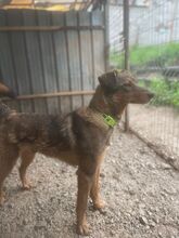 HÄNSEL, Hund, Mischlingshund in Bulgarien - Bild 12