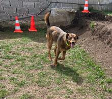 HÄNSEL, Hund, Mischlingshund in Bulgarien - Bild 13