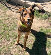 HÄNSEL, Hund, Mischlingshund in Bulgarien - Bild 16