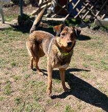 HÄNSEL, Hund, Mischlingshund in Bulgarien - Bild 17