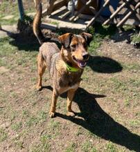 HÄNSEL, Hund, Mischlingshund in Bulgarien - Bild 18