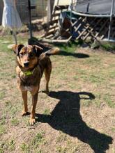 HÄNSEL, Hund, Mischlingshund in Bulgarien - Bild 19