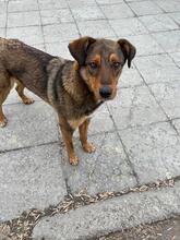 HÄNSEL, Hund, Mischlingshund in Bulgarien - Bild 26