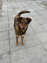 HÄNSEL, Hund, Mischlingshund in Bulgarien - Bild 27