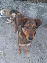 HÄNSEL, Hund, Mischlingshund in Bulgarien - Bild 28
