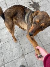 HÄNSEL, Hund, Mischlingshund in Bulgarien - Bild 31