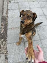 HÄNSEL, Hund, Mischlingshund in Bulgarien - Bild 32