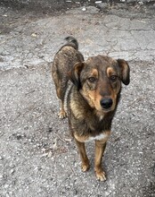 HÄNSEL, Hund, Mischlingshund in Bulgarien - Bild 33
