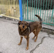 HÄNSEL, Hund, Mischlingshund in Bulgarien - Bild 34