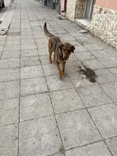 HÄNSEL, Hund, Mischlingshund in Bulgarien - Bild 35