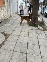 HÄNSEL, Hund, Mischlingshund in Bulgarien - Bild 36