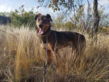 HÄNSEL, Hund, Mischlingshund in Bulgarien - Bild 4
